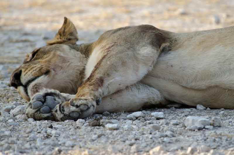 73 - Namibia - leones comiendo - parque nacional de Etosha